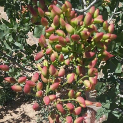 گالری تصاویر مزرعه