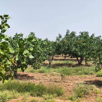 WhatsApp Image 2025-11-29 at 15.22.53