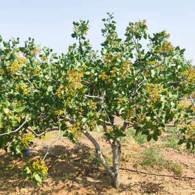 WhatsApp Image 2025-11-29 at 15.22.57 (1)