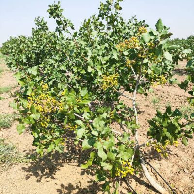 WhatsApp Image 2025-11-29 at 15.23.00